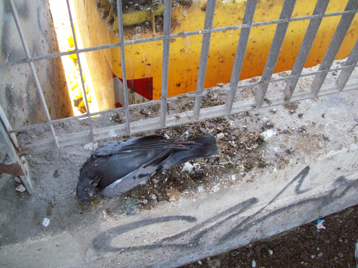 Riso avvelenato, moria di piccioni a Lavinio: la denuncia di un cittadino -  Il Caffe