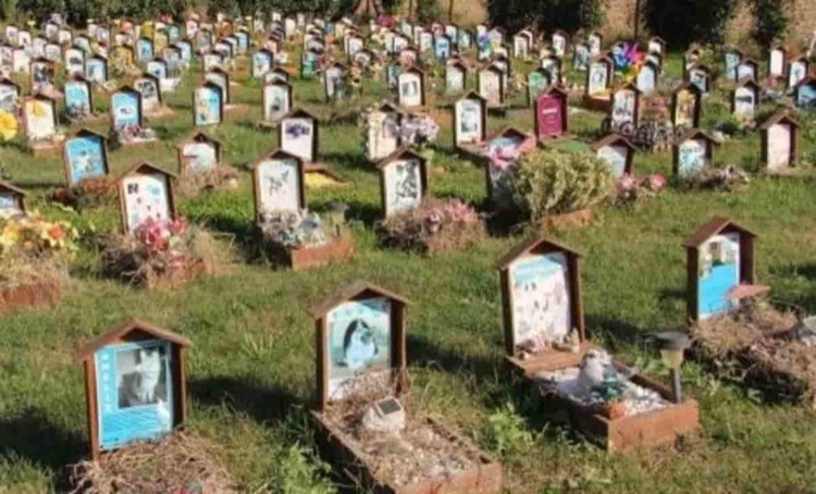 Cimiteri per animali: ancora un rinvio per la legge che vuole istituirli nel Lazio