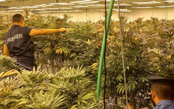 Mega piantagioni di marijuana in due capannoni di Pomezia: 11 arresti