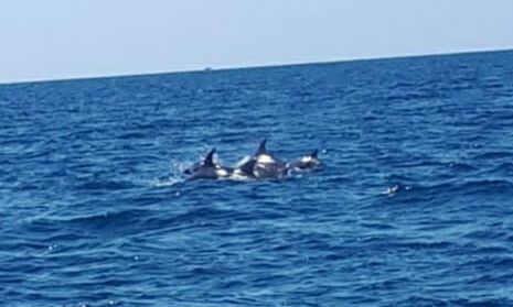 Decine di delfini avvistati mentre nuotano nel mare di Torvaianica