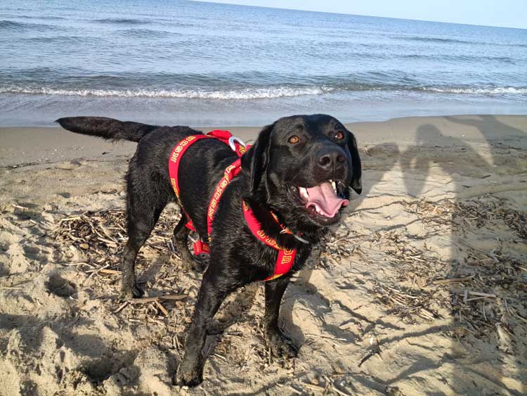 Cani bagnini anche sulle spiagge di Latina. Via ai corsi