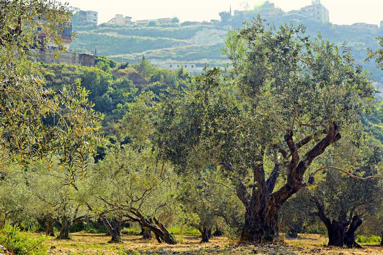 Annata difficile per la produzione di olive: si stima -30%