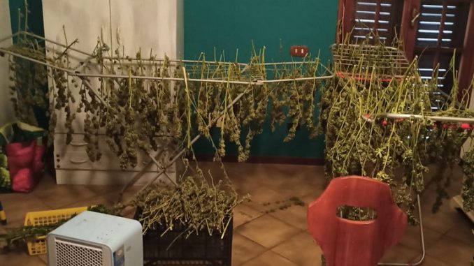 Coltivava marijuana in casa, sequestrati 53 kg di stupefacente
