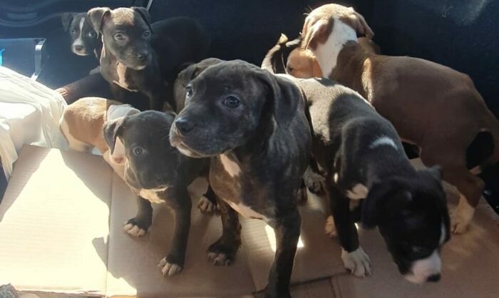 La Polizia salva nove cuccioli abbandonati sulla Pontina (e uno lo adotta)