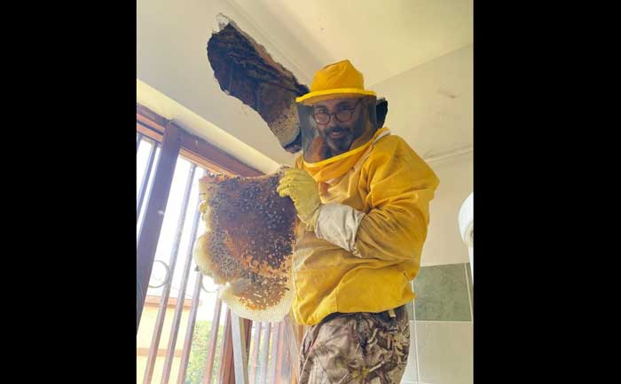 Novantamila api nella parete di casa: l'incredibile record ad Anzio