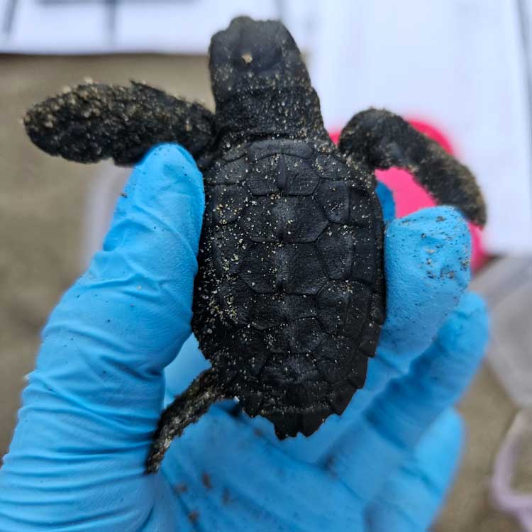 Latina: Bambina di 11 anni scopre 5 piccole tartarughe appena nate a Foce Verde