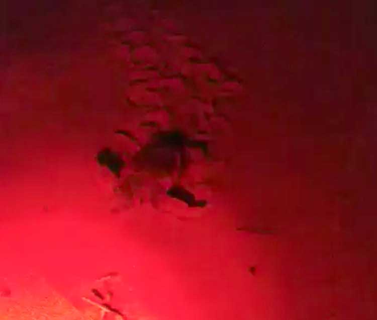 7 tartarughine sono nate stanotte al Circeo - Guarda il video