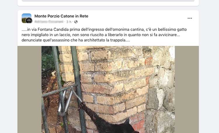Realizza e piazza in strada trappole anti-gatto: a Monte Porzio è caccia all’uomo
