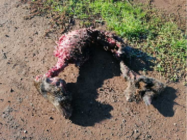 Carcassa di cinghiale abbandonata in strada a Pomezia, si indaga