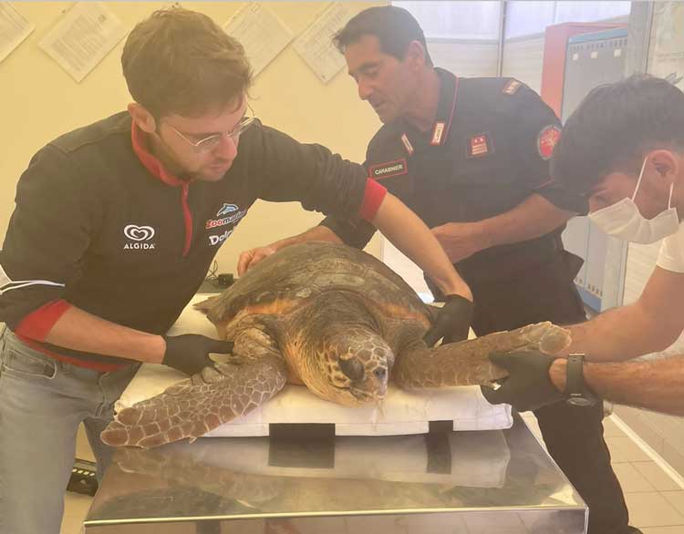 Salvata una tartaruga di 34 kg a rischio estinzione, ora è al centro di primo soccorso di Pomezia