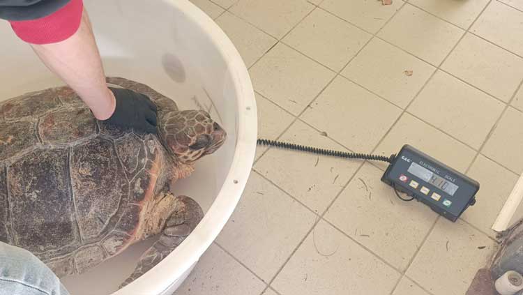 Salvata una tartaruga di 34 kg a rischio estinzione, ora è al centro di primo soccorso di Pomezia