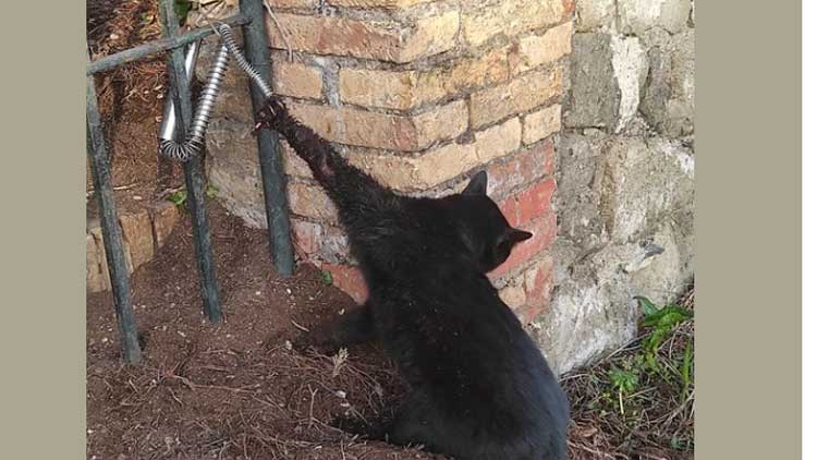 Salvo il gatto di Monte Porzio caduto in trappola, ma rischia l'amputazione della zampa