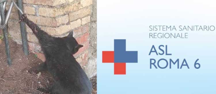 Amputata la zampa del gatto caduto in trappola, solidarietà ai Castelli Romani per cure e adozione
