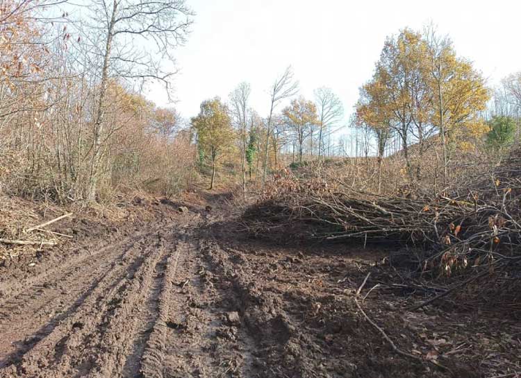 Nei boschi dei Castelli Romani troppi caterpillar per i tagli cedui anziché teleferiche