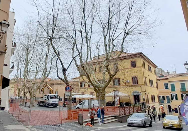 Gli alberi a rischio abbattimento di piazza Carducci, ad Albano. Foto Mario Tomassi