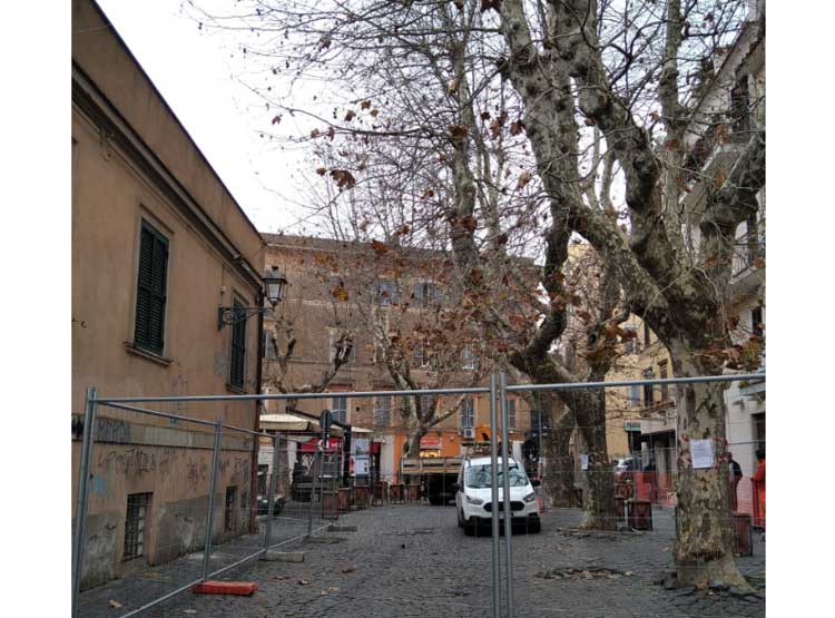 Gli alberi a rischio abbattimento in piazza Carducci, ad Albano