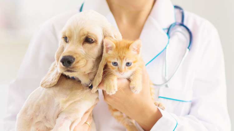All'Ospedale dei Castelli Romani arriva la Pet-Therapy: animali a sostegno di chi ha bisogno