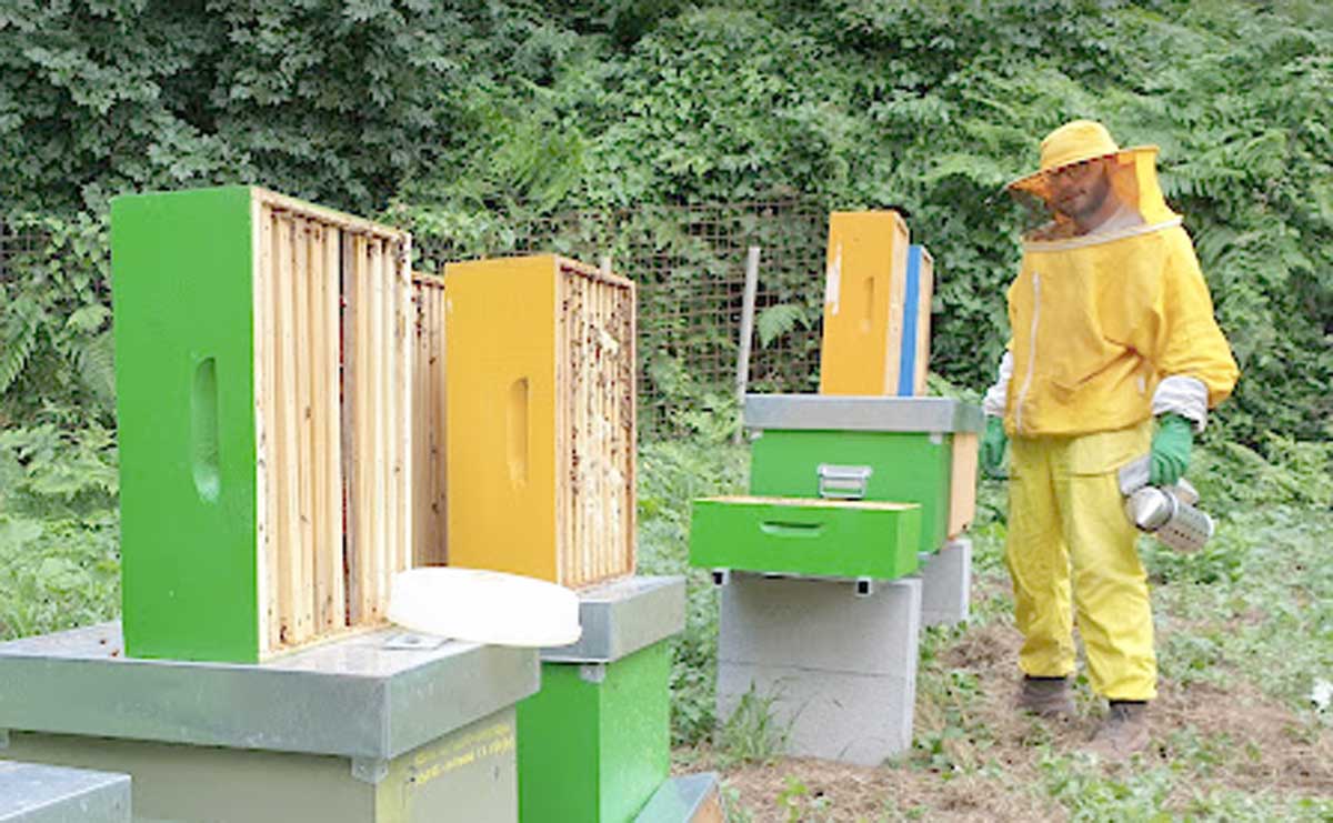 Albano avrà il suo acchiappa-api: un esperto a disposizione del Comune