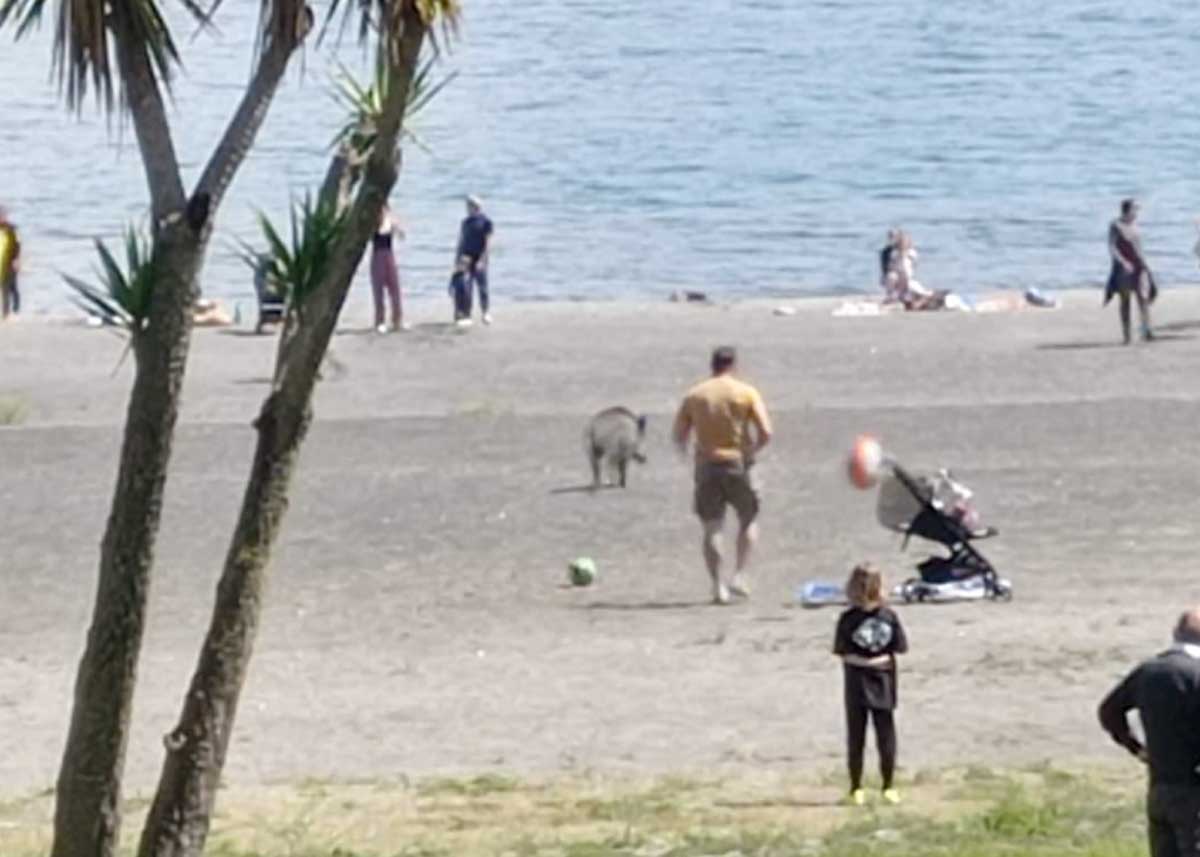 Cinghiali sulla spiaggia del lago di Castel Gandolfo, le raccomandazioni per gli utenti