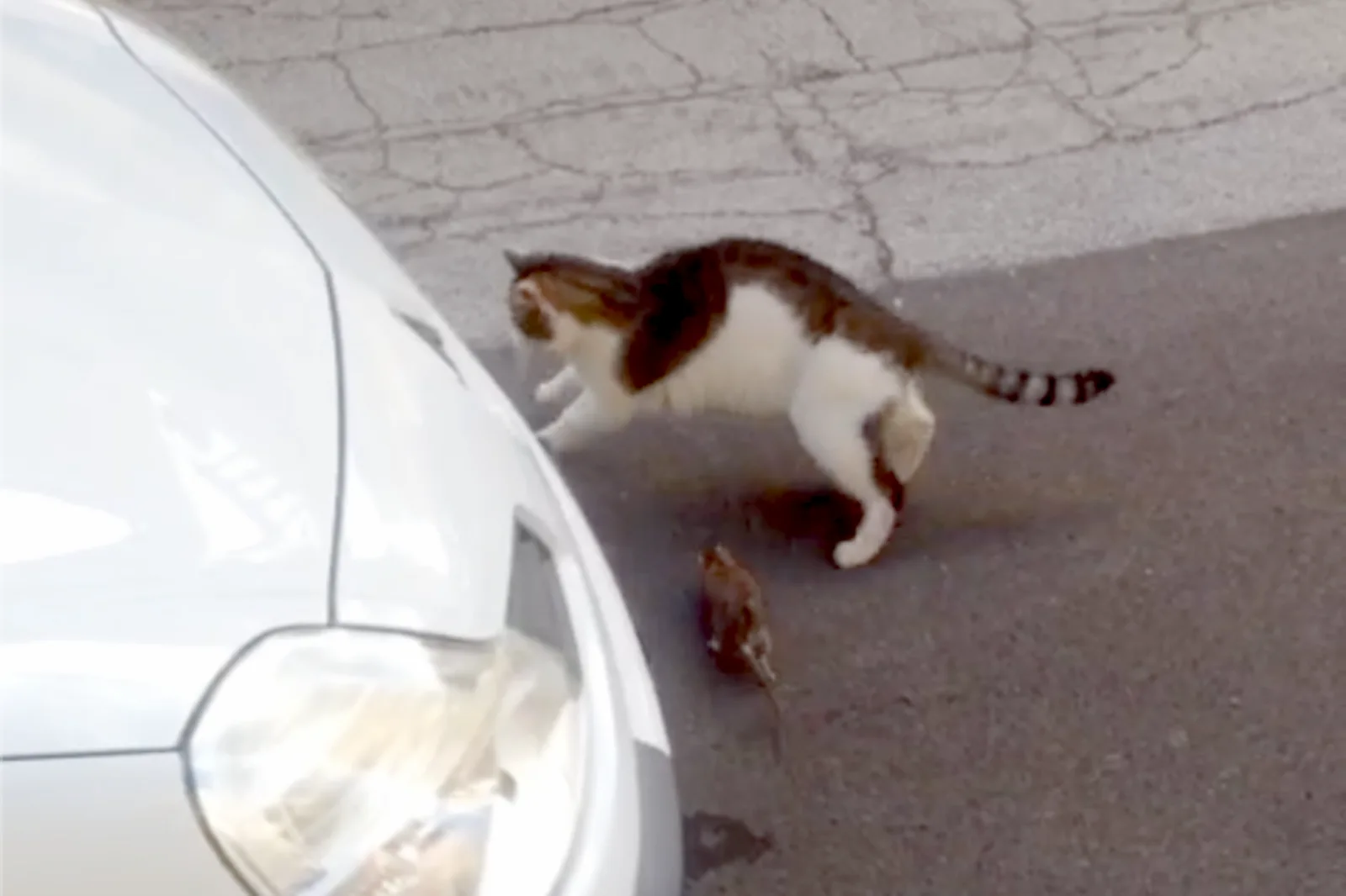 Il centro di Aprilia invaso da topi, che attaccano anche i gatti  (VIDEO). Problema anche con le blatte