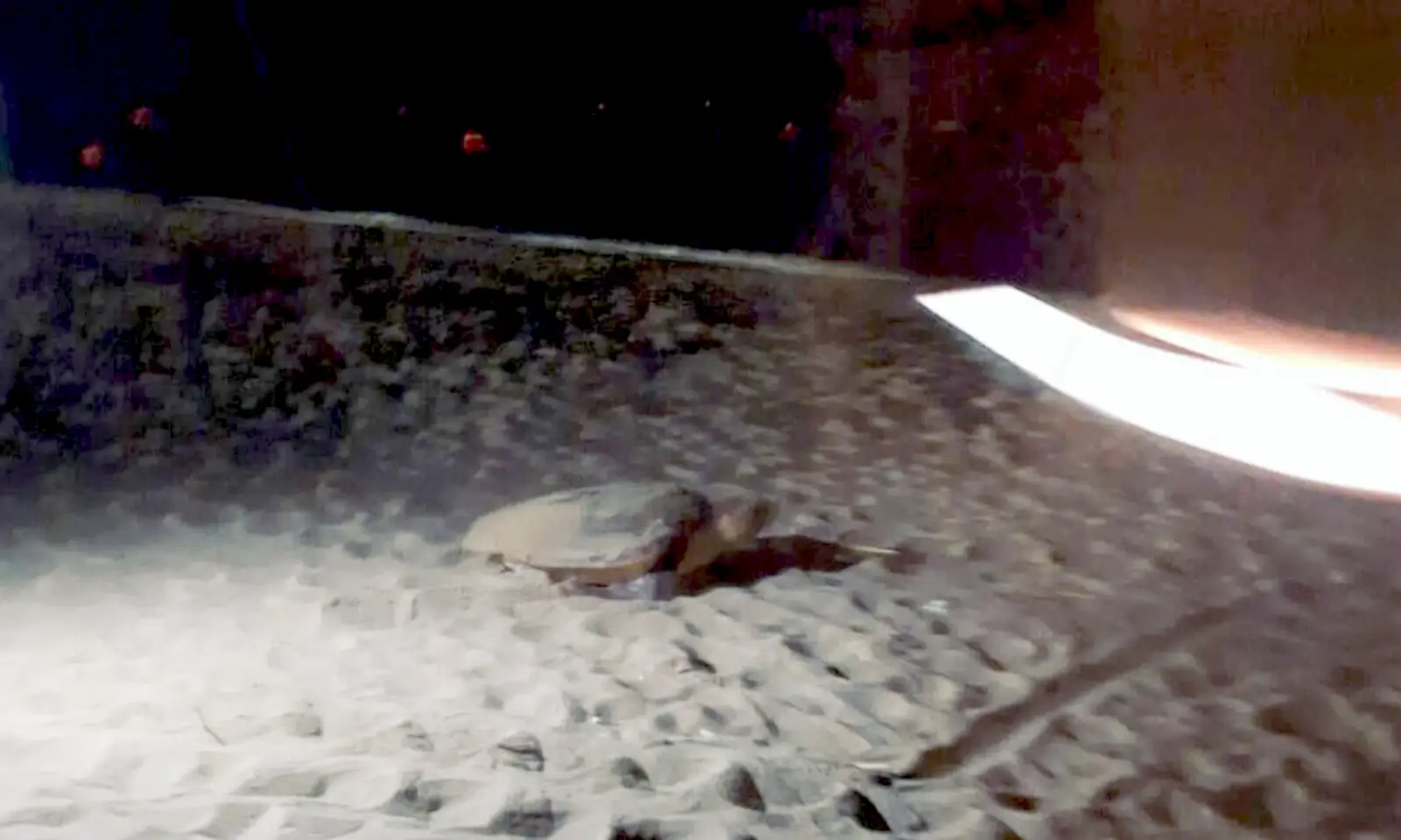 Tartaruga marina depone le uova sulla spiaggia di Ardea, ma il nido è in pericolo 