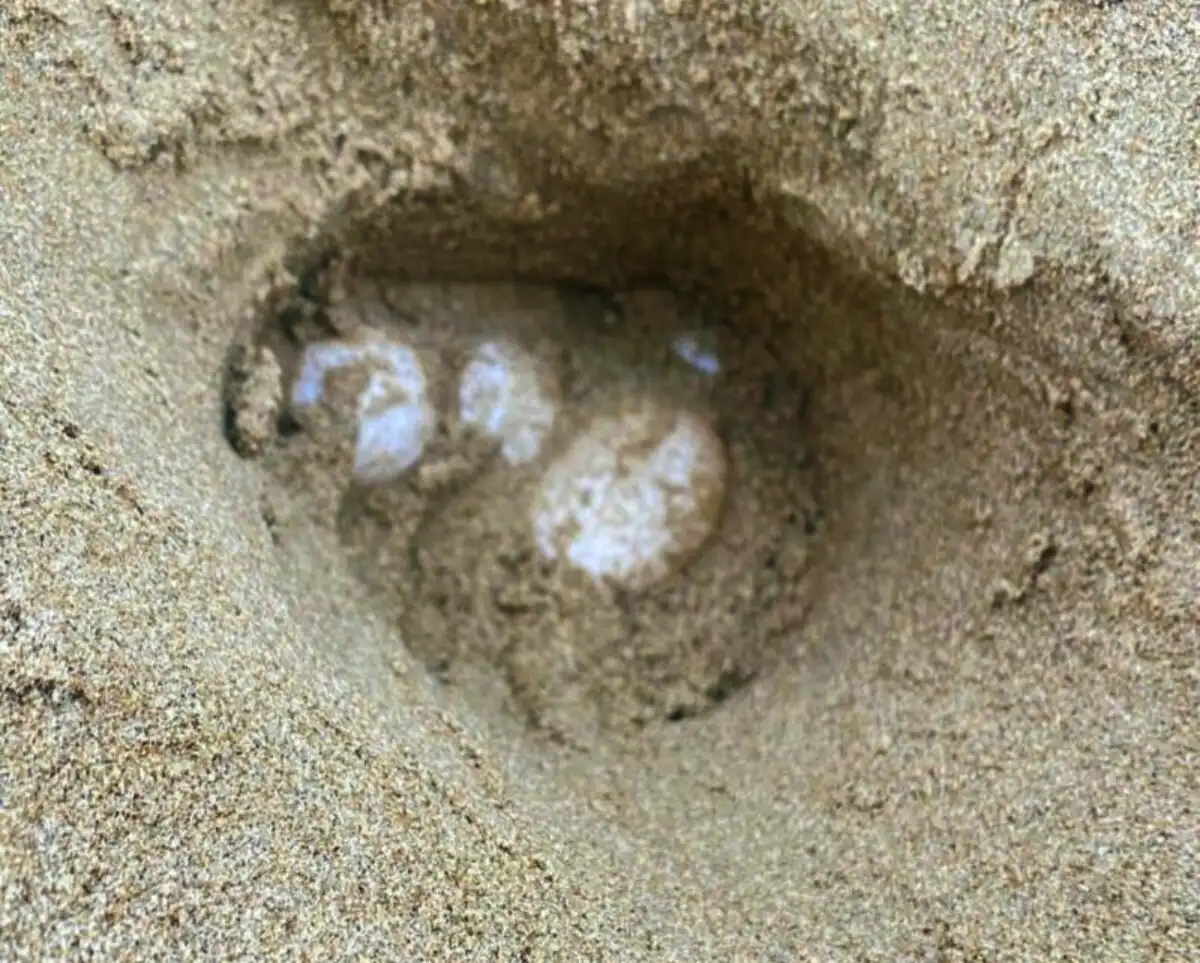 Uova di tartaruga marina depositate sulla spiaggia di Ardea