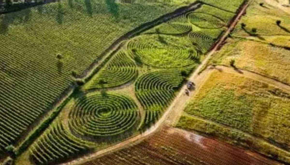 Il vigneto labirinto più grande del mondo si trova in provincia di Latina