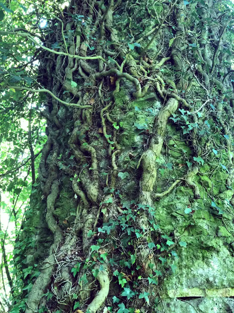 Un pilone dell'Acquedotto degli Arcioni a Rocca di Papa, completamente mimetizzato dalla vegetazione