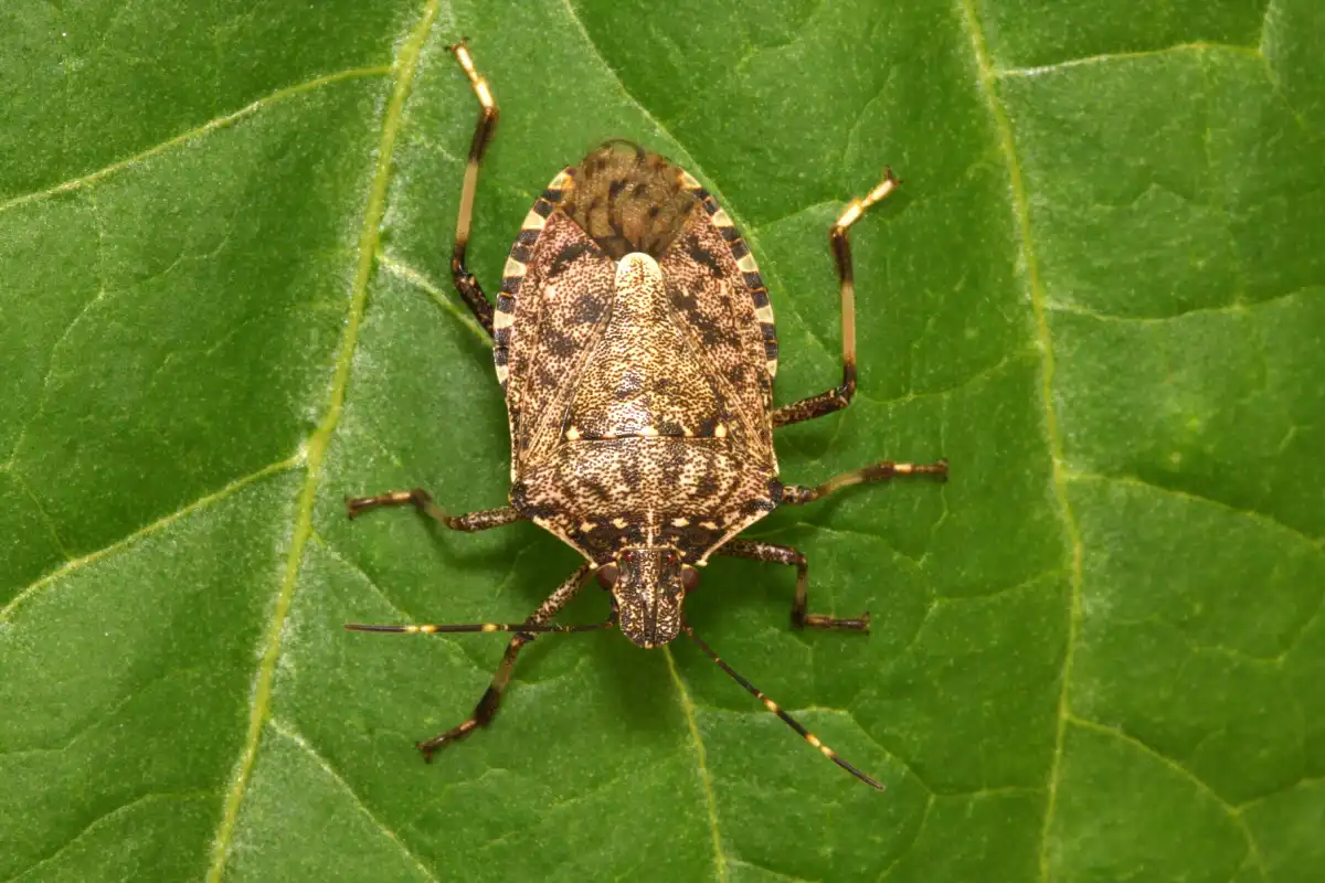 Esemplare di cimice asiatica su una foglia. L'insetto è di colore marrone.