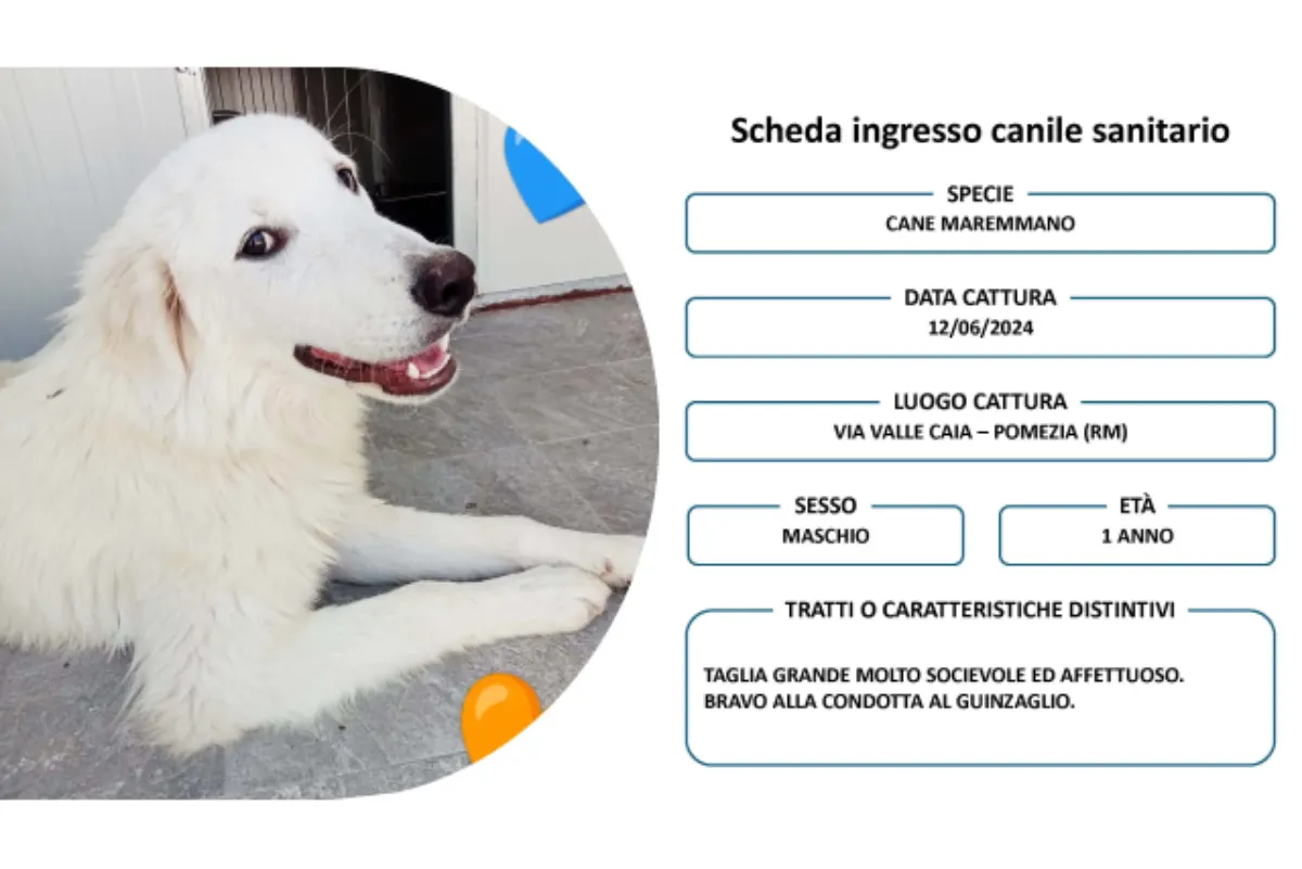 Pomezia, il canile appena inaugurato raddoppia: diventerà il grande Parco cani di Roma sud