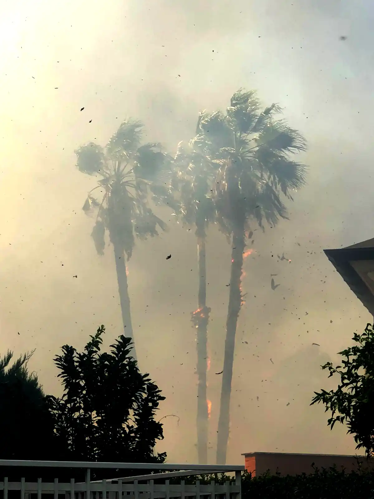 Latina, palme a fuoco durante l'incendio in via Boccherini