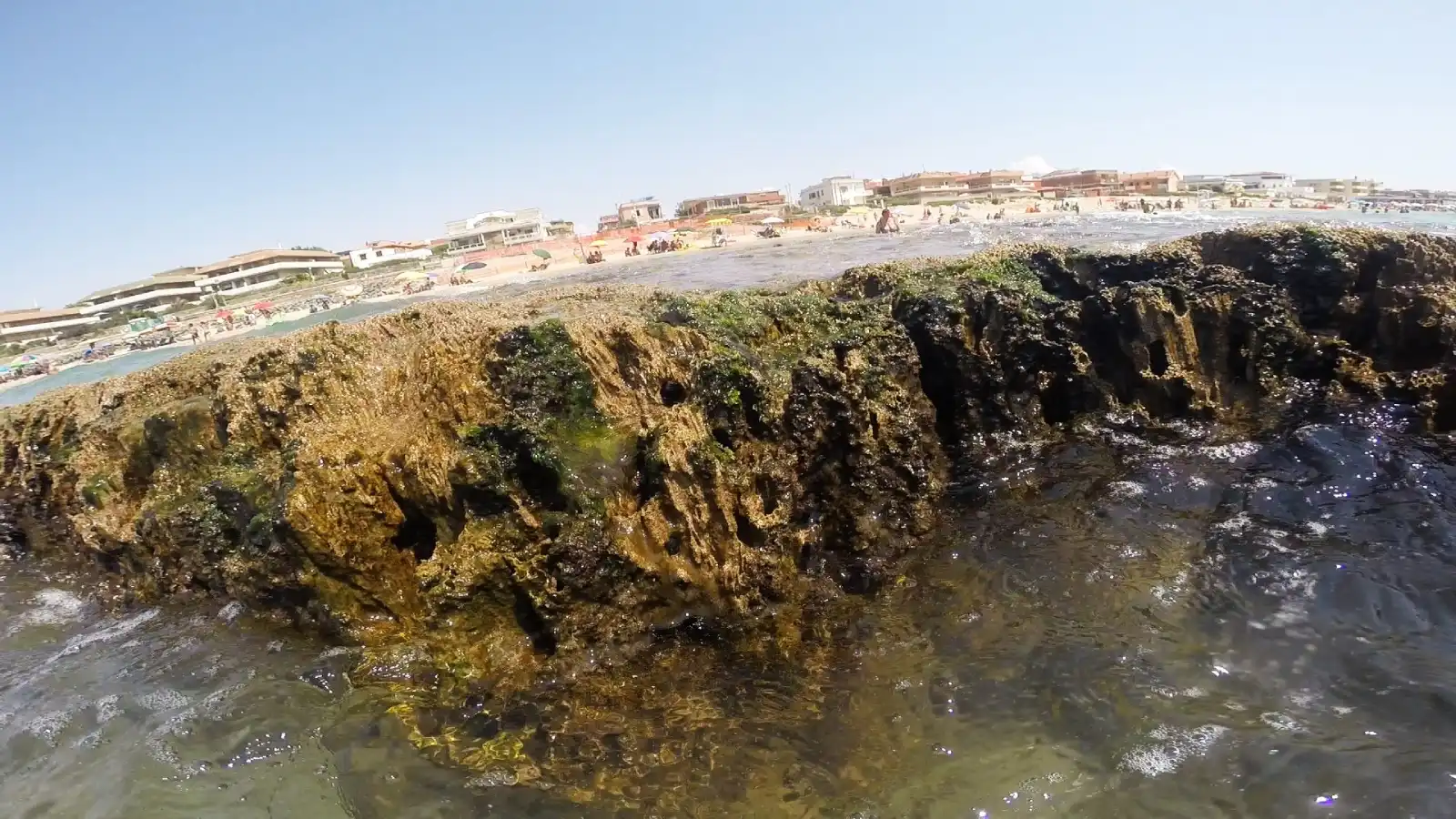 Torvaianica, lo scoglio 'vivente' visto nei particolari