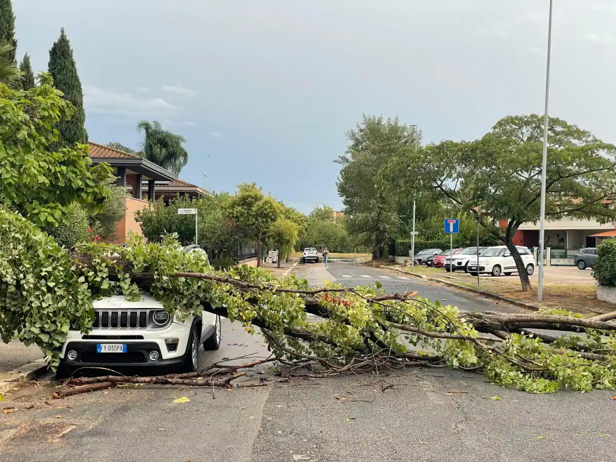 Automobile interessata dal crollo di un albero in via Sgambati