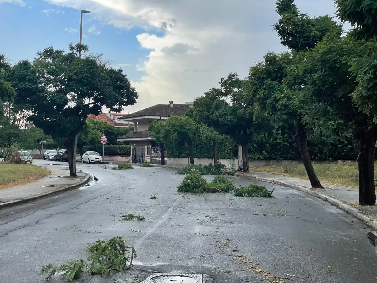 Fronde invadono la carreggiata in via Carissimi