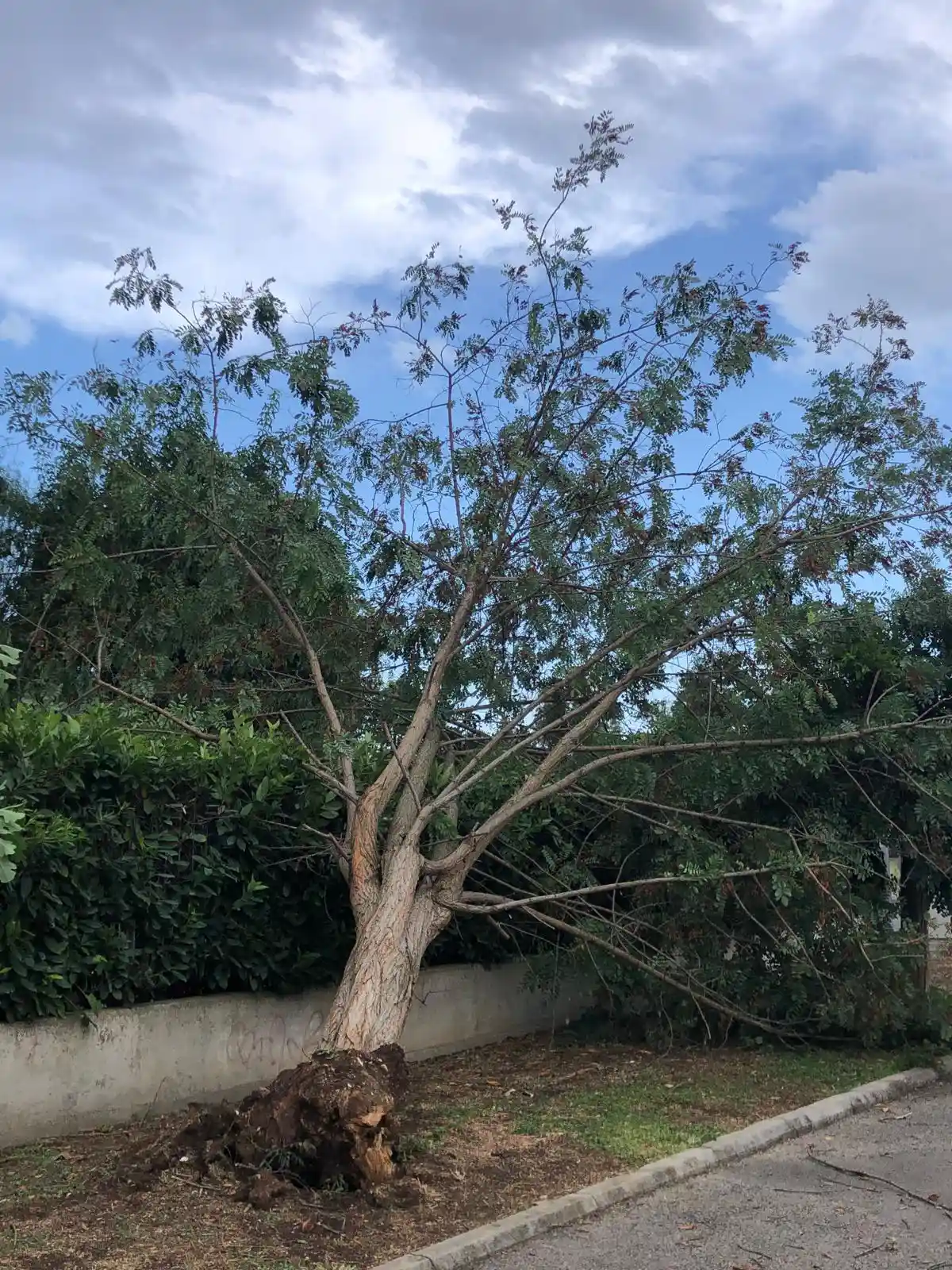 Albero sradicato dal vento lungo via Carissimi