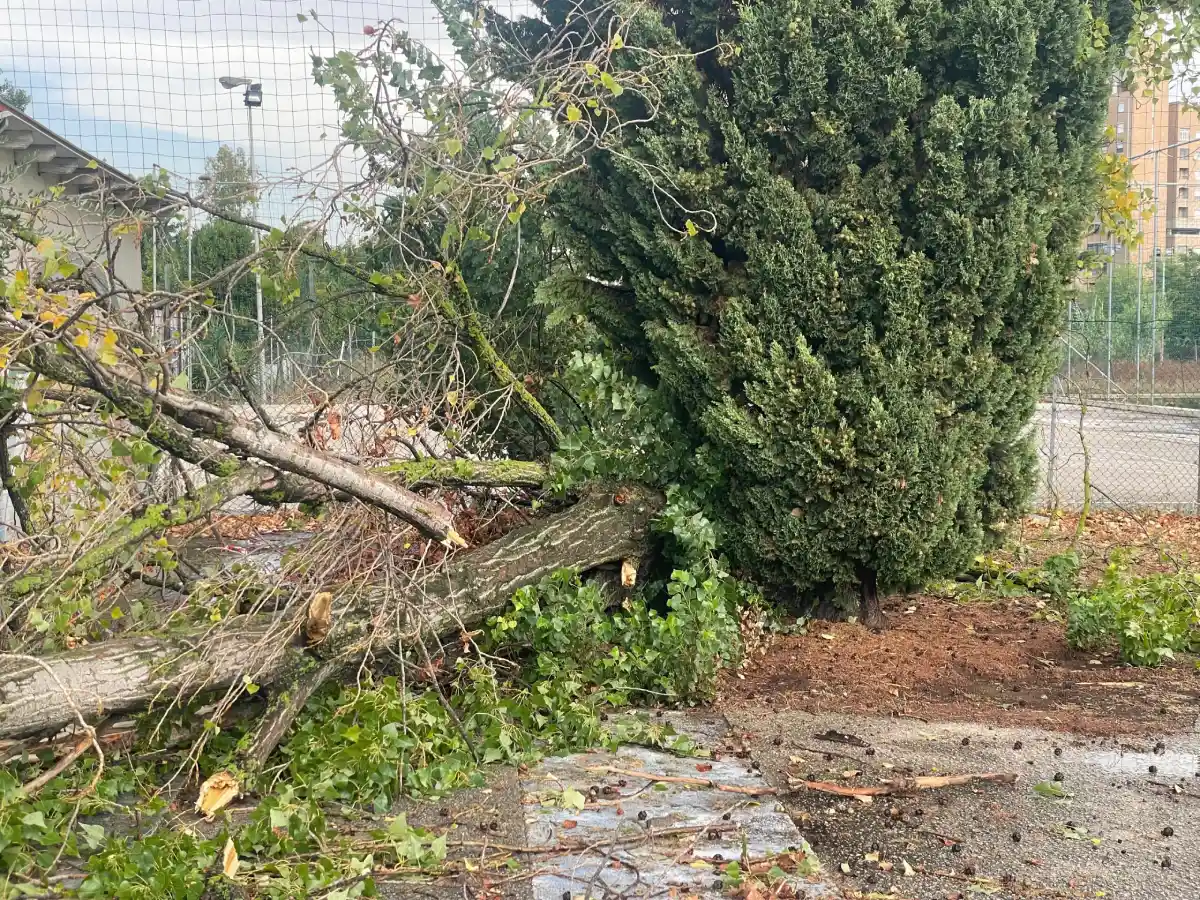 Alberi schiantati al suolo nel giardino della Parrocchia San Luca