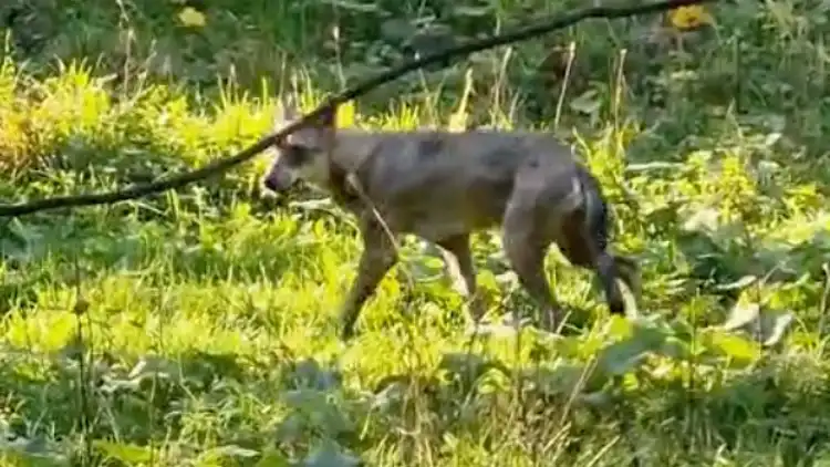 Catturata la lupa di Roma - IL VIDEO