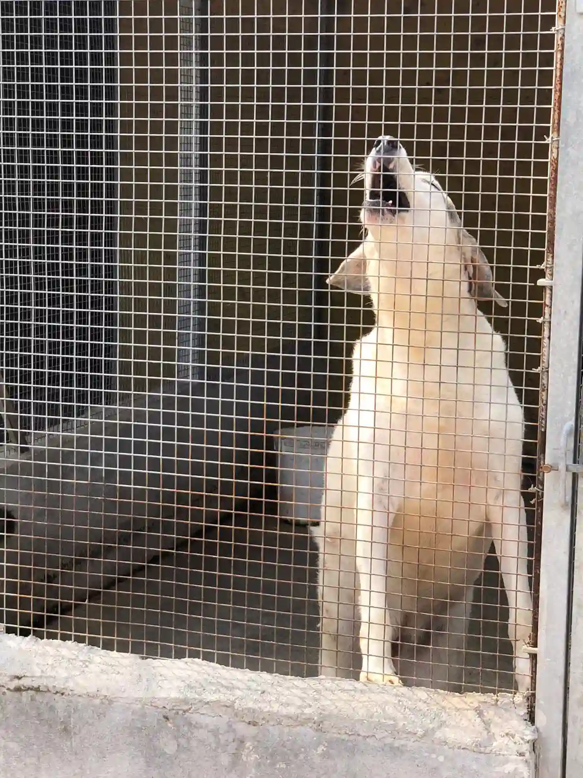 Cane in gabbia canile municipale di latina